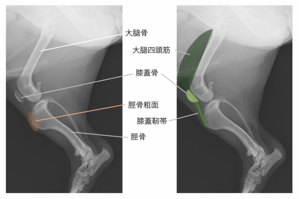 犬の後ろ足・レントゲン写真
