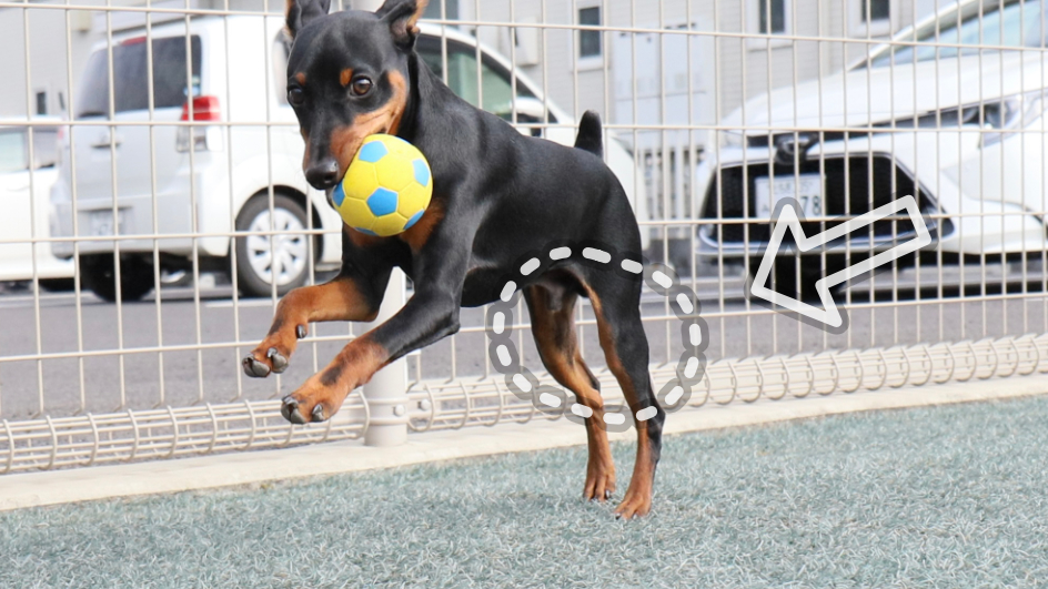 犬の膝蓋骨を指し示す写真