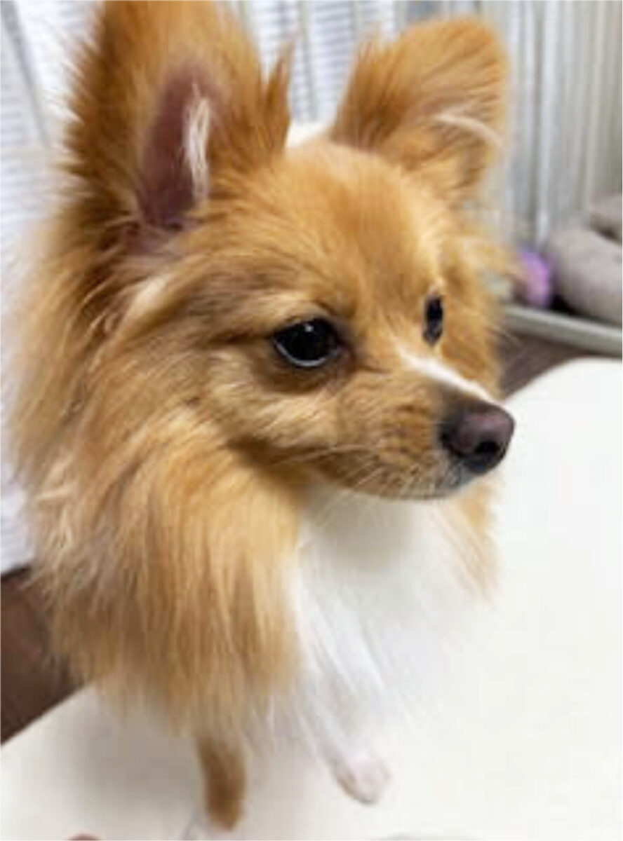 橈尺骨骨折の手術に耐えたヨウマルちゃんのお写真