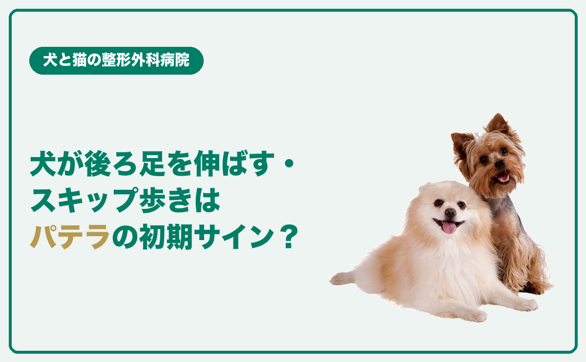 犬が後ろ足を伸ばす・スキップ歩きはパテラの初期サイン？